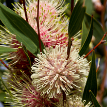 Load image into Gallery viewer, 400ml Signature Collection