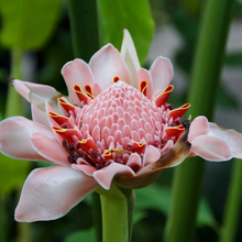 Load image into Gallery viewer, 400ml Signature Collection